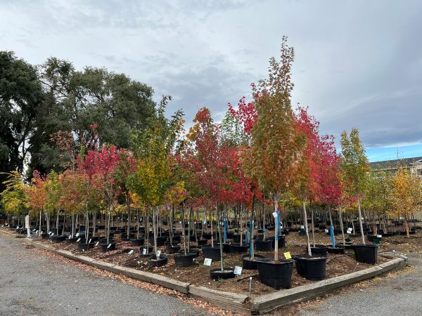 maples 1